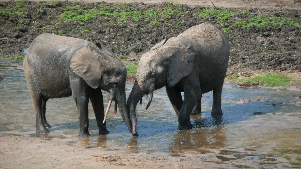 Two elephants observed by Dr. Hedwig